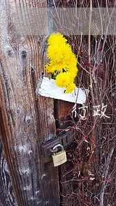 行政诉讼逾期交答辩状的案例 行政诉讼逾期交答辩状的案例