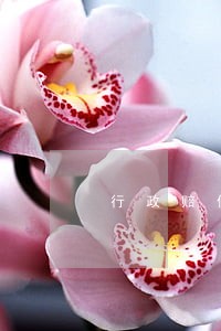行政赔偿诉讼诉状范本 行政赔偿诉讼诉状范本