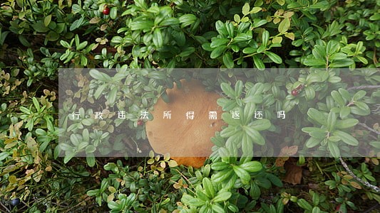 行政违法所得需返还吗