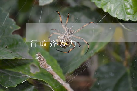 行政齐发力