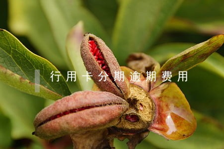 行用卡分期逾期费用