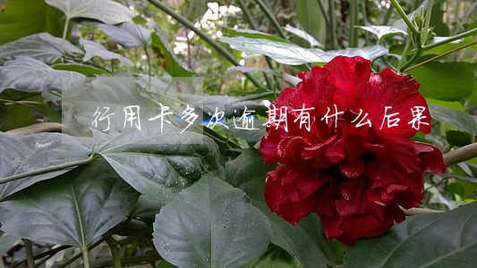 行用卡多次逾期有什么后果 行用卡多次逾期有什么后果