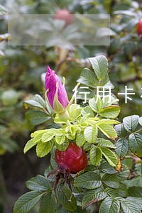 行用卡有过逾期记录怎么办