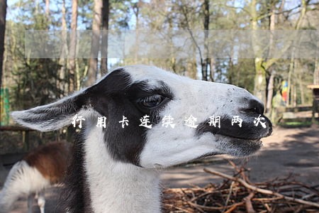 行用卡连续逾期两次 行用卡连续逾期两次