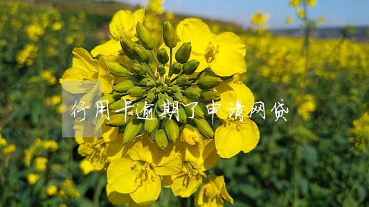 行用卡逾期了申请网贷 行用卡逾期了申请网贷