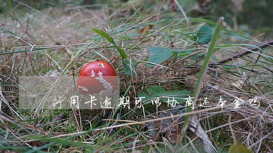 行用卡逾期可以协商还本金吗 行用卡逾期可以协商还本金吗