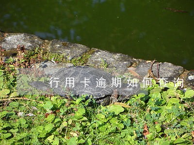 行用卡逾期如何查询 行用卡逾期如何查询