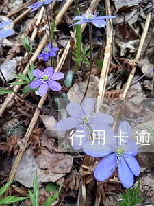 行用卡逾期对已经贷款有影响么
