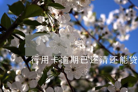 行用卡逾期已还清还能贷款不 行用卡逾期已还清还能贷款不