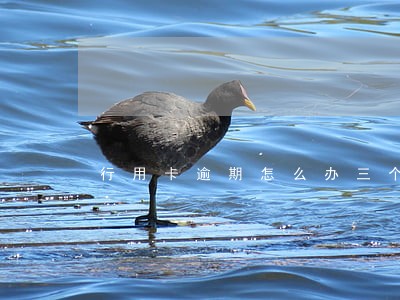 行用卡逾期怎么办三个月 行用卡逾期怎么办三个月