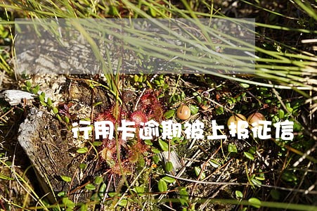 行用卡逾期被上报征信 行用卡逾期被上报征信