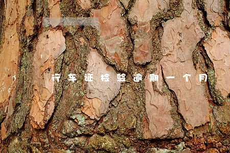 行车证检验逾期一个月