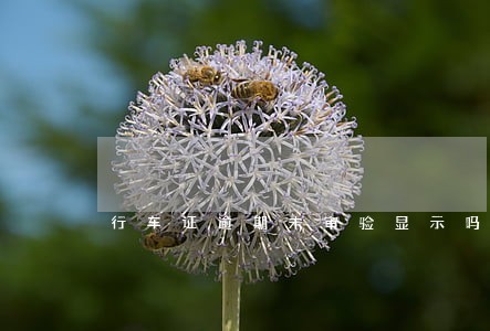 行车证逾期未审验显示吗 行车证逾期未审验显示吗