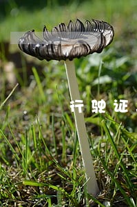 行驶证年审逾期一年怎么办