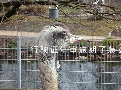行驶证年审逾期了怎么办理