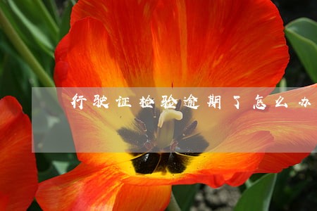 行驶证检验逾期了怎么办理 行驶证检验逾期了怎么办理