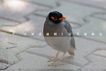 行驶证逾期10天审车会不会罚款 行驶证逾期10天审车会不会罚款