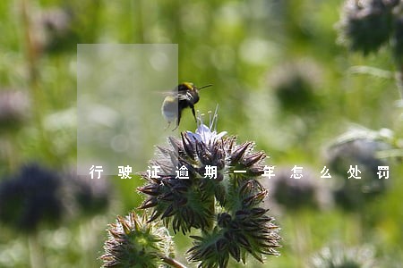 行驶证逾期一年怎么处罚 行驶证逾期一年怎么处罚