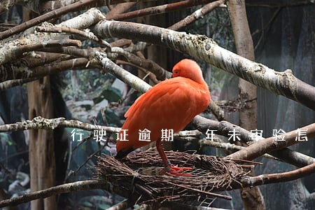 行驶证逾期一年未审验怎么处理 行驶证逾期一年未审验怎么处理