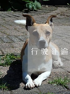 行驶证逾期义乌哪里可以办理 行驶证逾期义乌哪里可以办理