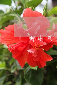 衡水司法鉴定中心能做亲子鉴定吗 衡水司法鉴定中心能做亲子鉴定吗