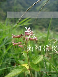 衡阳侯衍飞律师在线法律咨询中心 衡阳侯衍飞律师在线法律咨询中心
