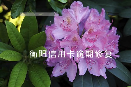 衡阳信用卡逾期修复 衡阳信用卡逾期修复