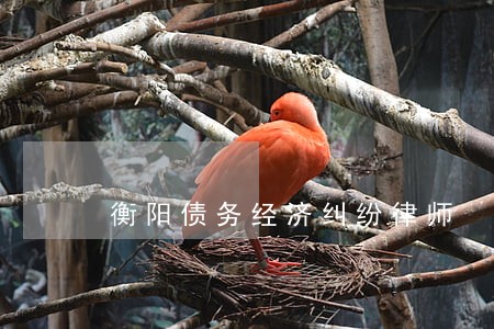衡阳债务经济纠纷律师 衡阳债务经济纠纷律师
