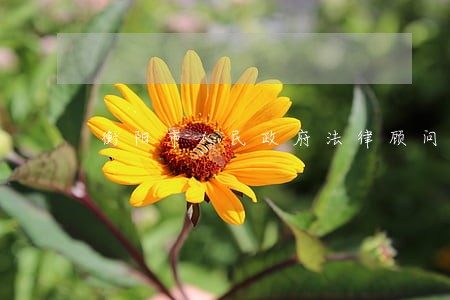 衡阳市人民政府法律顾问 衡阳市人民政府法律顾问