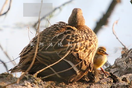 衡阳法院判刑 衡阳法院判刑
