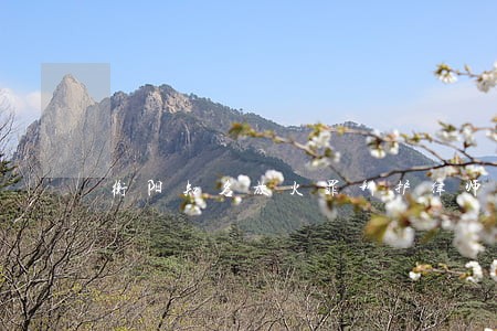 衡阳知名放火罪辩护律师法律咨询 衡阳知名放火罪辩护律师法律咨询