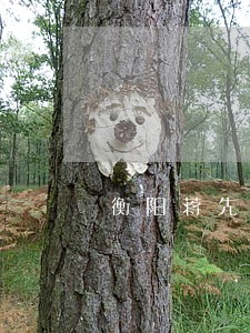 衡阳蒋先勤违法