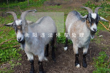 衡阳违法停车处理 衡阳违法停车处理