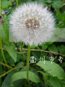 衢州市专职的假冒注册商标罪律师 衢州市专职的假冒注册商标罪律师