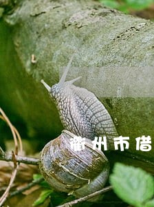 衢州市借款合同律师咨询 衢州市借款合同律师咨询