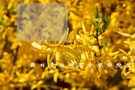 衢州市婚姻家事律师哪里找 衢州市婚姻家事律师哪里找
