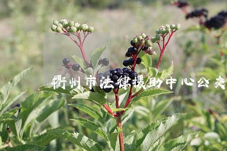 衢州市法律援助中心公交 衢州市法律援助中心公交