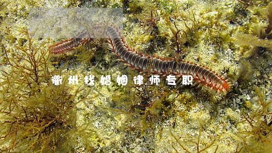 衢州找婚姻律师专职 衢州找婚姻律师专职