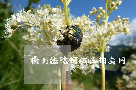 衢州法院柯城区拍卖网 衢州法院柯城区拍卖网