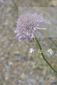 衢江婚姻房产律师团队 衢江婚姻房产律师团队