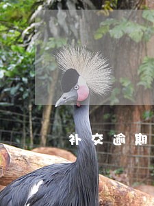 补交逾期工程发票情况说明 补交逾期工程发票情况说明