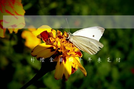 补偿金逾期半年未支付 补偿金逾期半年未支付