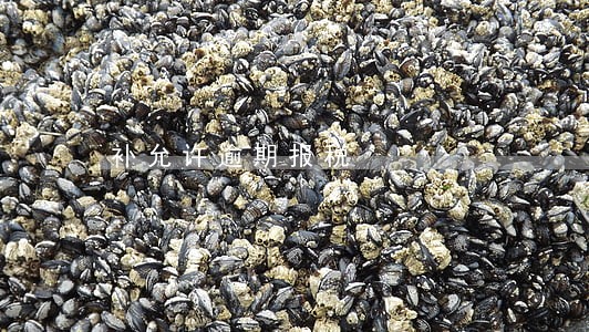 补允许逾期报税 补允许逾期报税