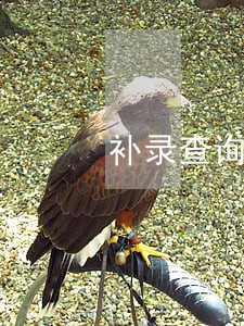 补录查询征信逾期 补录查询征信逾期