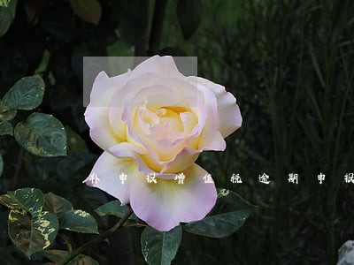 补申报增值税逾期申报怎么办 补申报增值税逾期申报怎么办