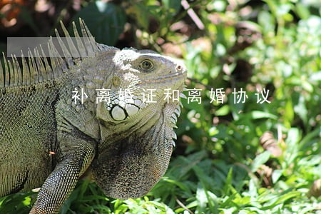补离婚证和离婚协议 补离婚证和离婚协议