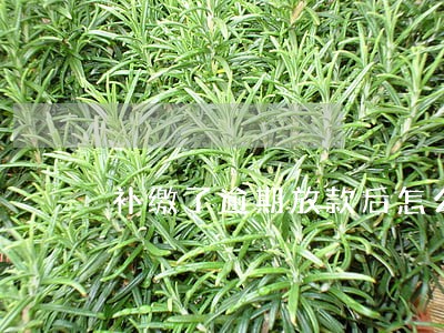 补缴了逾期放款后怎么解封