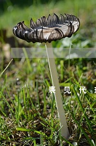 表见代理违法 表见代理违法