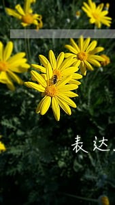 表达能力不好能当律师吗