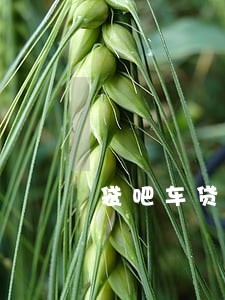 袋吧车贷逾期一天就不扣款了 袋吧车贷逾期一天就不扣款了